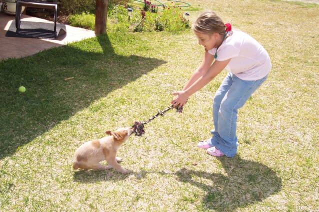 tug - war - girls - pink - puppies