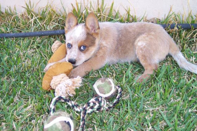 milk bone - chew toys - heelers - active - companion -