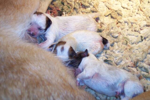 nursing - puppies - pretty - markings