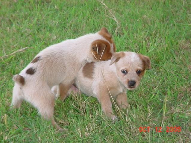 puppies - playful - spot