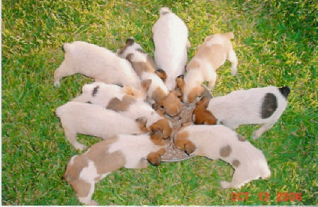 puppies - food - nine - texas